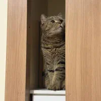 واگذاری گربه بریتیش چینچیلا