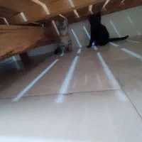 واگذاری بچه گربه|گربه|پرند, فاز ۵|دیوار