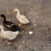 فروش سه عدد اردک سالم و واکسینه شده