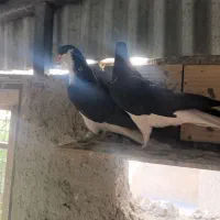 جفت خوشرنگ سیا