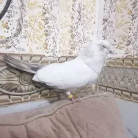 کفتر پرنده|پرنده|بم, |دیوار