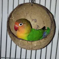 طوطی برزیلی