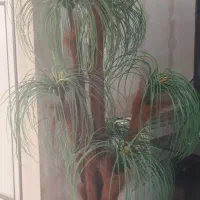 درختچه  نخل بلند و زیبا