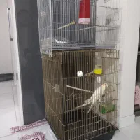 عروس هلندی مولد|پرنده|شاهین‌شهر, خانه کارگر|دیوار