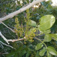 فروش باغ کوچک|فروش خانه و ویلا|امیرآباد, |دیوار