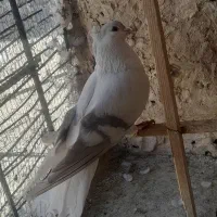 کبوتر جوجه|پرنده|طرقبه, |دیوار