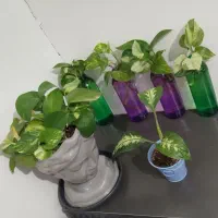 تعدادی گل|گل و گیاه طبیعی|زنجان, |دیوار