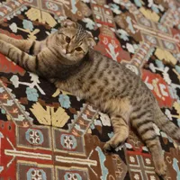 گربه اسکاتیش ۶ماهه نر