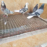 کبوتر دم سفید صدا کن و پرشی سرور هما