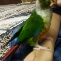 طوطی‌گرینچیک