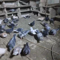 کبوتر رنگه آلمانی سار سرور ابلغ کله سینه|پرنده|چناران, |دیوار