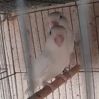 طوطی کوتوله برزیلی|پرنده|بندرعباس, |دیوار