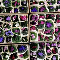 خاصترین بنفشه های ایران با تنوع 420 واریته مختلف|گل و گیاه طبیعی|لاهیجان, گلستان|دیوار