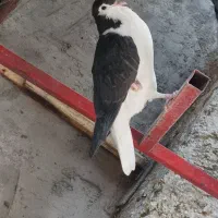 کبوتر|پرنده|سراوان, |دیوار