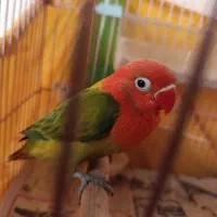 کوتوله برزیلی