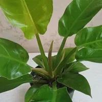 گل طبیعی|گل و گیاه طبیعی|مشهد, خرمشهر|دیوار