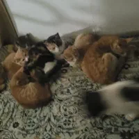 واگذاری رایگان گربه