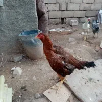 مرغ لاری بهترین جنس