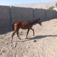 کره اسب  گمشده