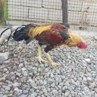 لاری|حیوانات مزرعه|مشگین شهر, |دیوار