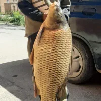 بچه ماهی قزل آلا،بچه ماهی کپور،آمور، پرورش ماهی|ماهی|هشتگرد, قاسم آباد بزرگ|دیوار