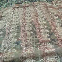 پارچه و جلیقه|لباس|تربت جام, معدآباد|دیوار