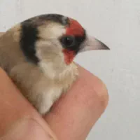 سهره طوطی برزیلی|پرنده|شیراز, دروازه قران|دیوار