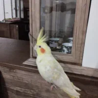 عروس هلندی|پرنده|لیسار, |دیوار