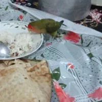 گمشده کوتوله برزیلی