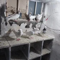کبوتر|پرنده|بروجرد, |دیوار