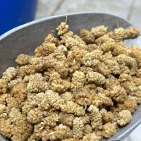 ارگانیک . هرچی بخوای از غاز تاپیاز|خوردنی و آشامیدنی|رشت, احمد گوراب|دیوار