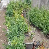 شمشاد طلایی و ابلق..سبز|گل و گیاه طبیعی|خرم‌آباد (تنکابن), |دیوار