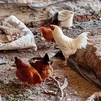 ۳ عدد مرغ ۱ عدد خروس