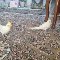 عروس هلندی جفت مولد