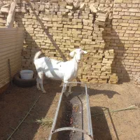 فروش بز دو رگ سانان