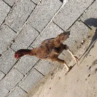 خروس لاری|حیوانات مزرعه|گرمی, |دیوار