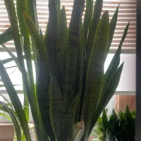 گل طبیعی|گل و گیاه طبیعی|مشهد, زمرد|دیوار