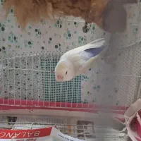 طوطی برزیلی