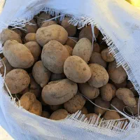 باسلام سیب نارن بدون خاکو خرابی