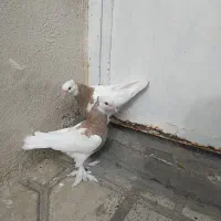 کفتر طوق فروش یا معاوضه|پرنده|شیراز, شیخ علی چوپان|دیوار