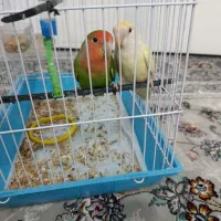 دو عدد طوطی برزیلی