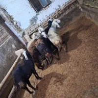 گوسفند افشار|حیوانات مزرعه|زاغه, |دیوار