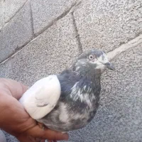 کفترکله سبز