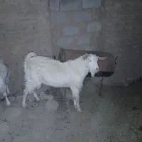 دو بز سانن دوقلو زا ابستن و یه چبش اصل سانن