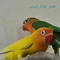 طوطی مادر و جوجه