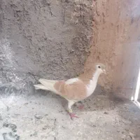 دوتا ساده نر