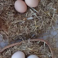 تخم مرغ تازه