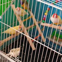 دوجفت فنچ گلدین عالی ومولد|پرنده|گلبهار, شهر جدید گلبهار|دیوار