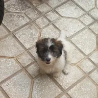 سگ بازیگوش وخندان|سگ|سبزوار, جوادیه شرقی|دیوار