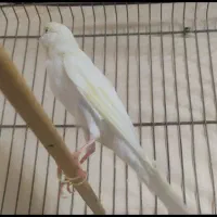 قناری نر رسمی کشیده مست مست